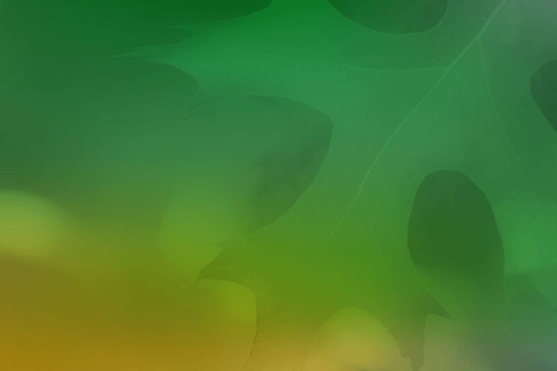Background image of blurred green leaves