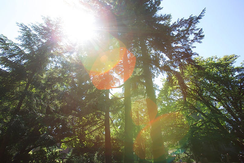 Light bursting through evergreen trees.