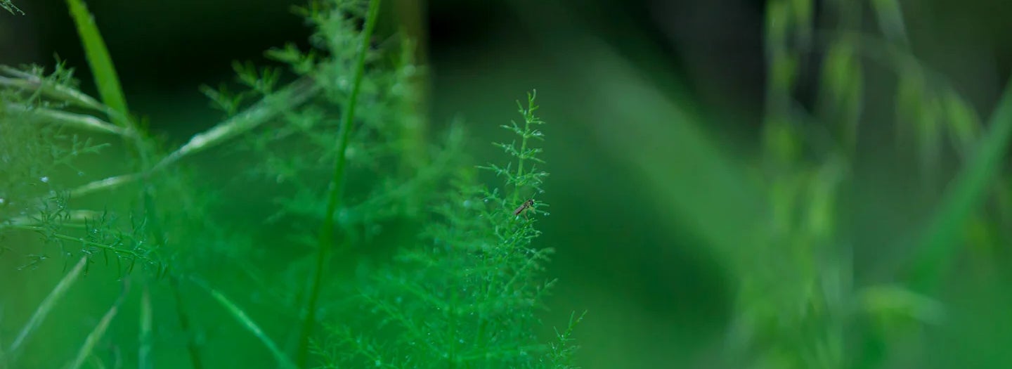 Close up image of green ferns